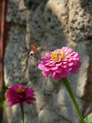 Прикрепленное изображение: DSCN3480.JPG